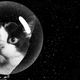 Image: Felicette, Jim Cooke